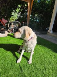 Reunited Female Dog last seen Menlo Park, Menlo Park, CA 94025