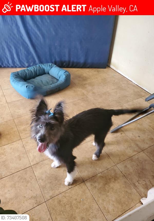 Lost Female Dog last seen Apple valley road, Apple Valley, CA 92307