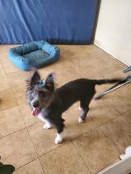 Lost Female Dog last seen Apple valley road, Apple Valley, CA 92307