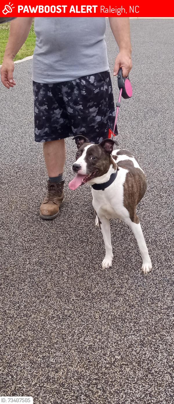 Lost Female Dog last seen Goshhawk, Raleigh, NC 27603