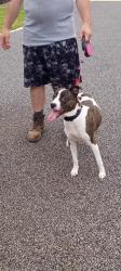 Lost Female Dog last seen Goshhawk, Raleigh, NC 27603