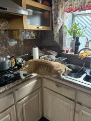 Lost Male Cat last seen Near w 6th street, Santa Ana, CA 92703
