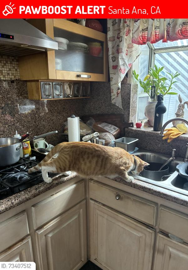 Lost Male Cat last seen Near w 6th street, Santa Ana, CA 92703