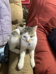 Lost Male Cat last seen E Ada st, Meridian, ID 83642