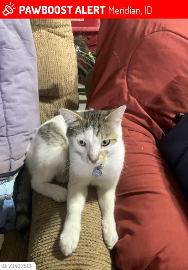 Lost Male Cat last seen E Ada st, Meridian, ID 83642