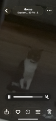 Found/Stray Unknown Cat last seen s cliff and 33rd, Sioux Falls, SD 57501
