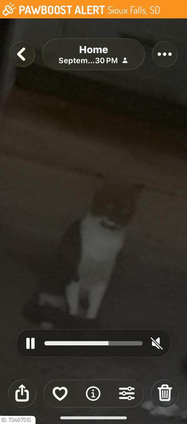 Found/Stray Unknown Cat last seen s cliff and 33rd, Sioux Falls, SD 57501