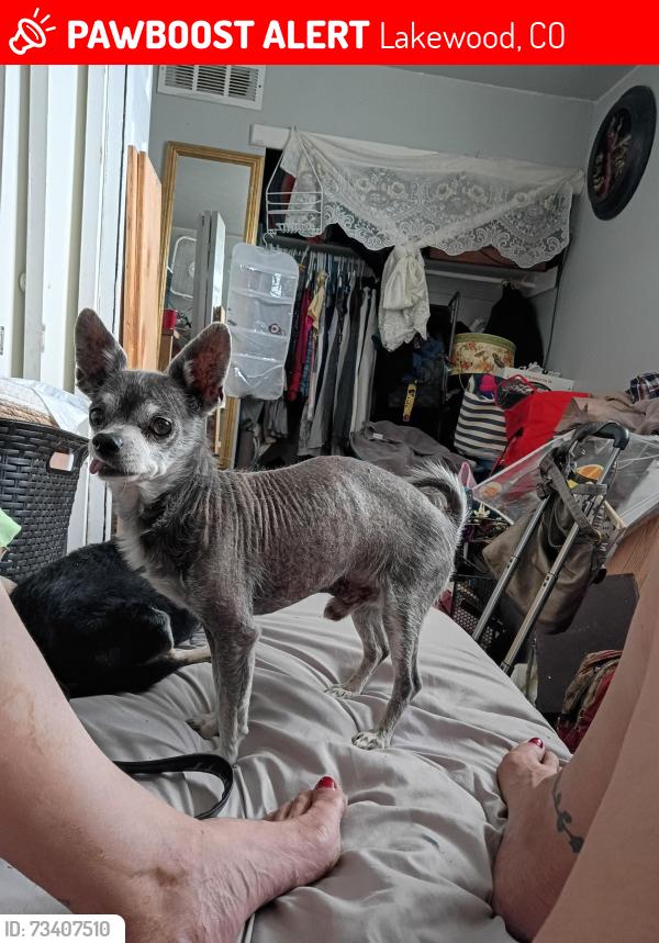 Lost Male Dog last seen 3rd ave. And Depew st, Lakewood, CO 80226