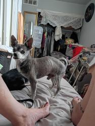 Lost Male Dog last seen 3rd ave. And Depew st, Lakewood, CO 80226