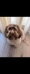 Reunited Female Dog last seen Near E 49th St San Bernardino, CA 92404 United States, San Bernardino, CA 92404