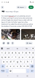 Lost Female Dog last seen Goshhawk, Raleigh, NC 27603