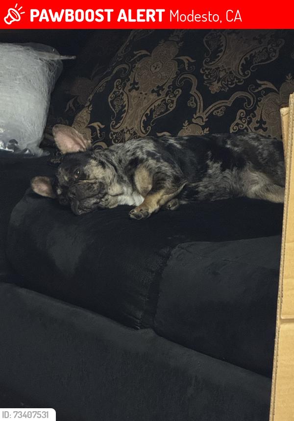 Lost Female Dog last seen Carver, Modesto, CA 95350