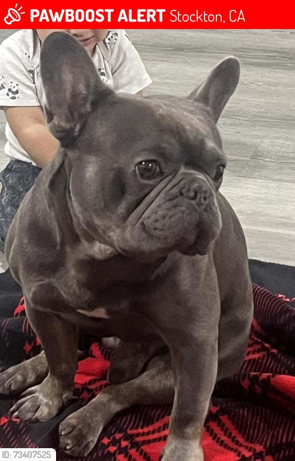 Lost Male Dog last seen Prospector dr And tam o shanter, Stockton, CA 95210