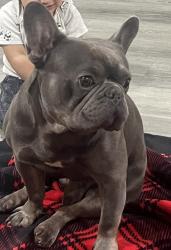 Lost Male Dog last seen Prospector dr And tam o shanter, Stockton, CA 95210