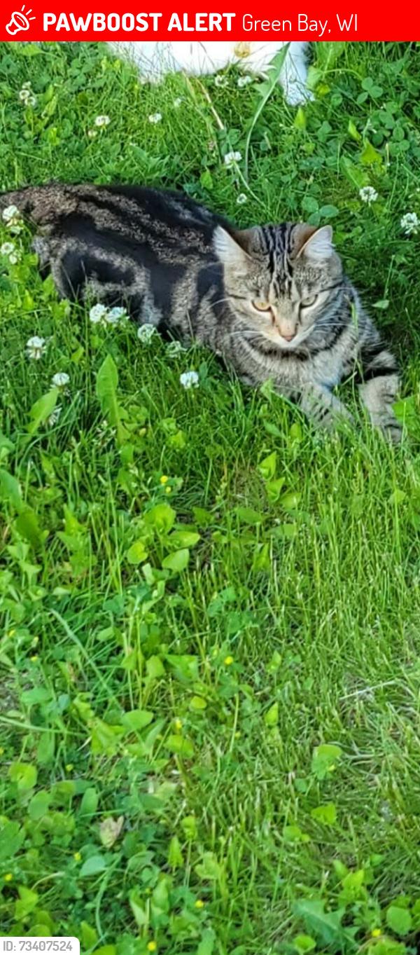 Lost Female Cat last seen Wesley ave and Sandy Ln, Green Bay, WI 54302