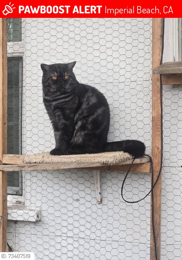 Lost Male Cat last seen 15th Street and Thermal Avenue, Imperial Beach, CA 91932