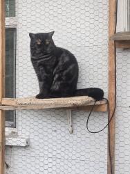 Lost Male Cat last seen 15th Street and Thermal Avenue, Imperial Beach, CA 91932