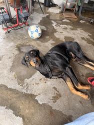 Found/Stray Male Dog last seen W Albertoni St & S Broadway by Hangil Aluminum & Glass, Gardena, CA 90248