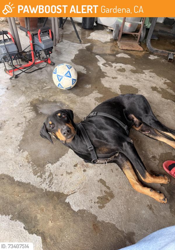Found/Stray Male Dog last seen W Albertoni St & S Broadway by Hangil Aluminum & Glass, Gardena, CA 90248