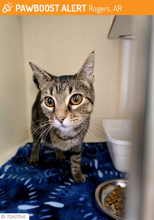 Found/Stray Male Cat last seen S 17th, rogers, Rogers, AR 72758