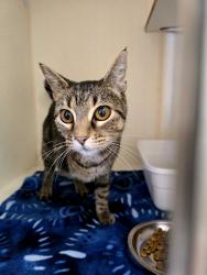 Found/Stray Male Cat last seen S 17th, rogers, Rogers, AR 72758