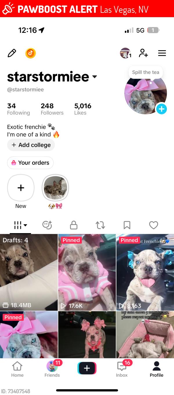 Lost Female Dog last seen Near park, Las Vegas, NV 89108