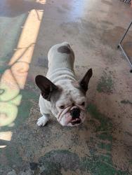 Lost Male Dog last seen Brookhurst st, Garden Grove, CA 92840