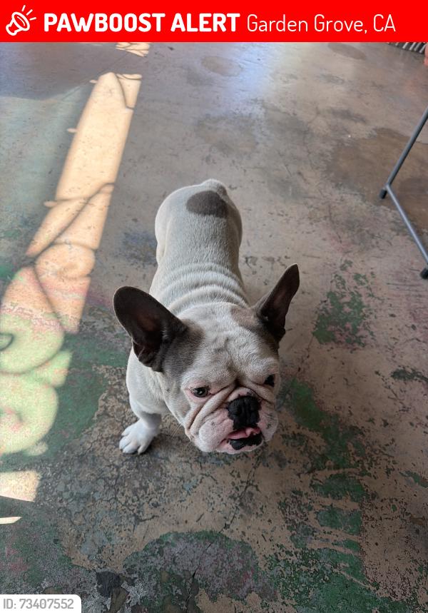 Lost Male Dog last seen Brookhurst st, Garden Grove, CA 92840