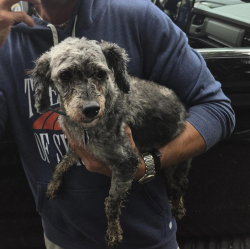 Reunited Female Dog last seen Rt 372 & susquehannock dr, Martic Township, PA 17532