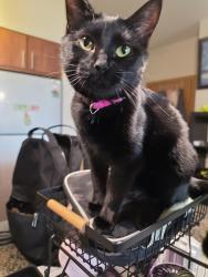 Lost Female Cat last seen Near Terrapin Run s, DeForest, WI 53532