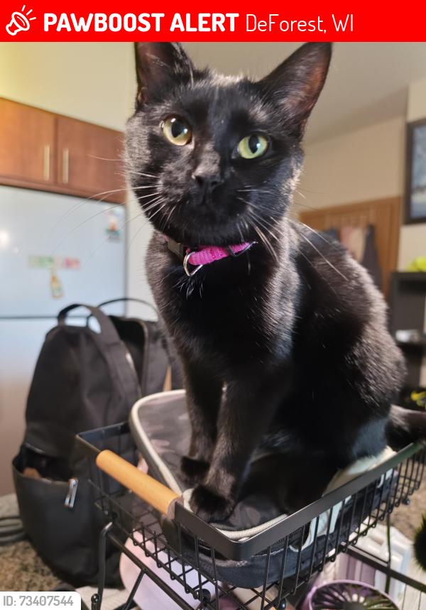 Lost Female Cat last seen Near Terrapin Run s, DeForest, WI 53532