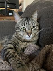 Lost Male Cat last seen Paseo Camarillo and lantana, Camarillo, CA 93010