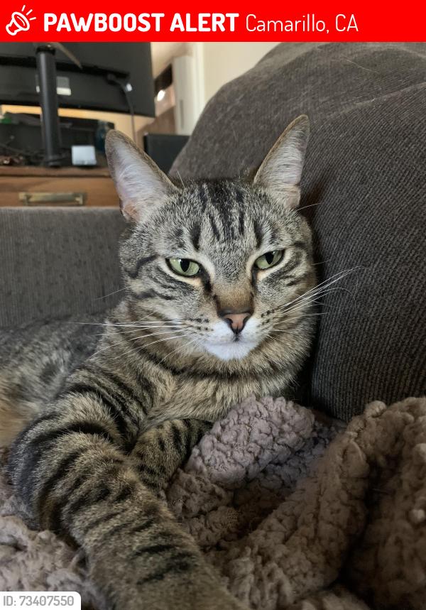 Lost Male Cat last seen Paseo Camarillo and lantana, Camarillo, CA 93010