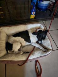 Lost Female Dog last seen CR 475 on west side I-75, Oxford, FL 34484