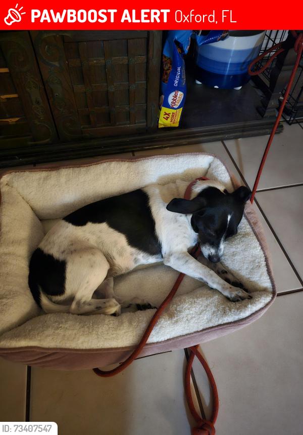 Lost Female Dog last seen CR 475 on west side I-75, Oxford, FL 34484