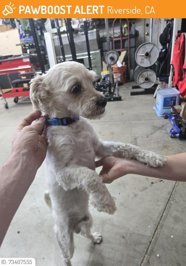 Found/Stray Male Dog last seen Harrison st and Victoria ave, Riverside, CA 92503