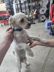 Found/Stray Male Dog last seen Harrison st and Victoria ave, Riverside, CA 92503