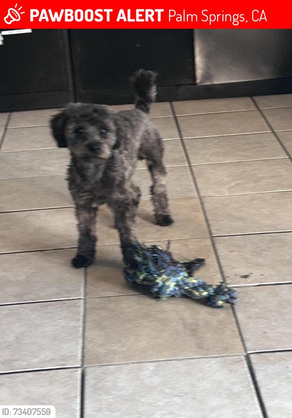 Lost Male Dog last seen Avenida Caballeros, Palm Springs, CA 92262