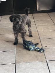 Lost Male Dog last seen Avenida Caballeros, Palm Springs, CA 92262