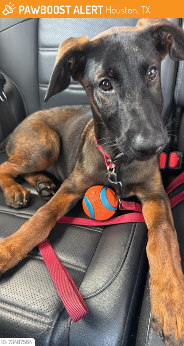 Found/Stray Female Dog last seen west rd houston tx, Houston, TX 77064