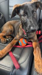 Found/Stray Female Dog last seen west rd houston tx, Houston, TX 77064