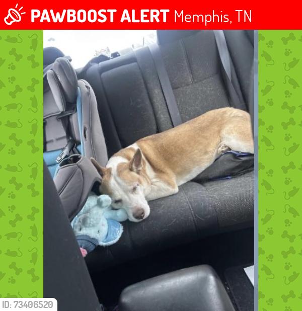 Lost Female Dog last seen Summer Ave & Poplar Ave by the Lowe’s, Memphis, TN 38122