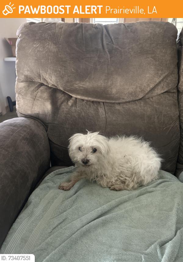 Found/Stray Female Dog last seen Near WHITE RD PRAIRIEVILLE LA 70769, Prairieville, LA 70769