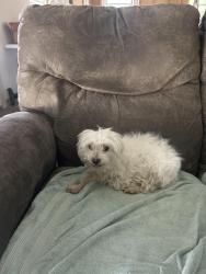 Found/Stray Female Dog last seen Near WHITE RD PRAIRIEVILLE LA 70769, Prairieville, LA 70769