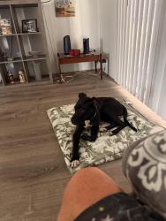 Found/Stray Male Dog last seen my carport, Lakeland, FL 33810