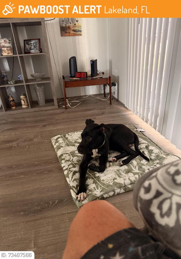 Found/Stray Male Dog last seen my carport, Lakeland, FL 33810