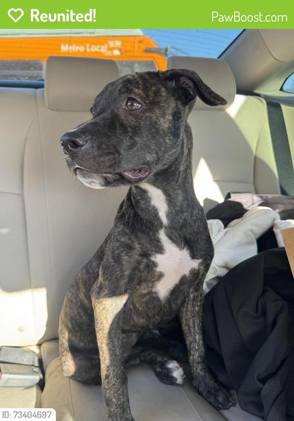 Reunited Female Dog last seen Broadway and king, Los Angeles, CA 90037