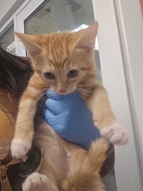 Shelter Stray Female Cat last seen Near BLOCK OAK TREE WAY, HEMET CA 92545, 581 S Grand Ave, San Jacinto, CA 92582, USA