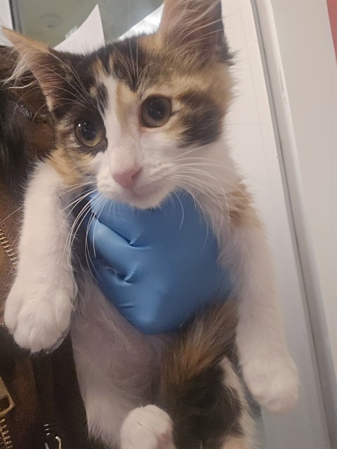 Shelter Stray Female Cat last seen Near BLOCK OAK TREE WAY, HEMET CA 92545, 581 S Grand Ave, San Jacinto, CA 92582, USA