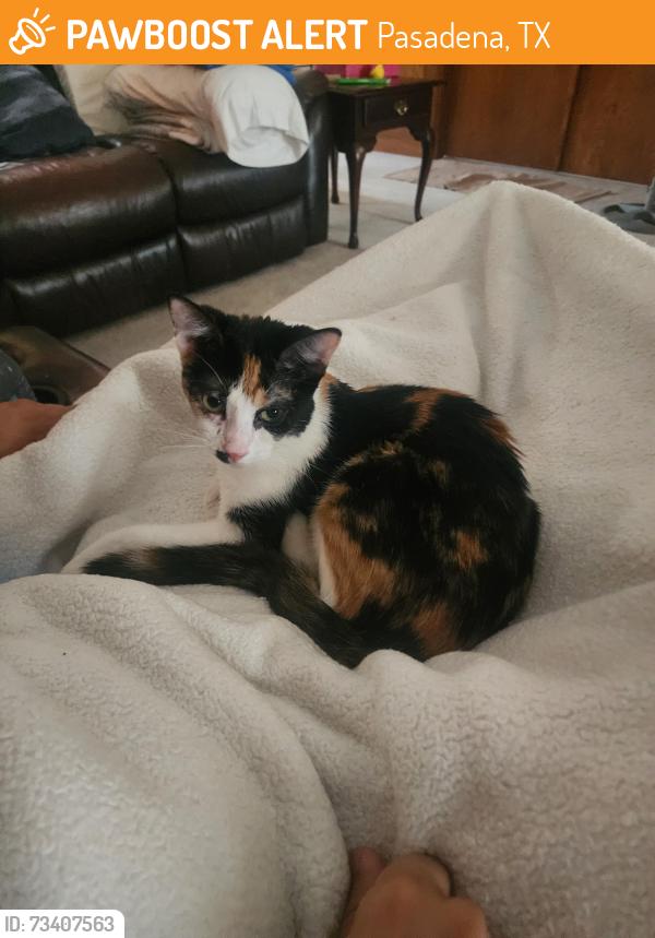Found/Stray Female Cat last seen Waters and Vista Villas, Pasadena, TX 77504